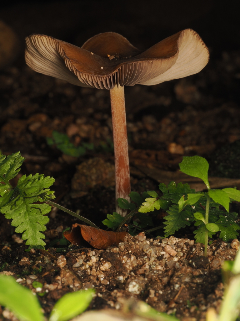 Psilocybe caerulescens · November 2025 · photo: © alan_rockefeller (iNaturalist, cc-by-sa)