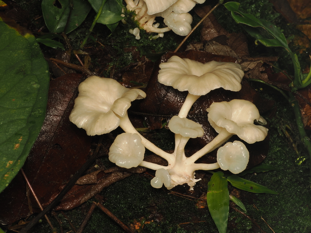 Lentinus concavus · November 2025 · photo: © alan_rockefeller (iNaturalist, cc-by-sa)