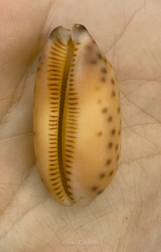 Cypraea scurra observed 2025-07-27