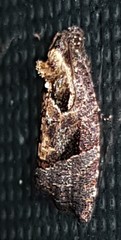 Asthenoptycha hemicryptana