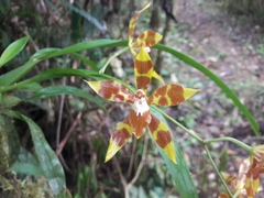 Oncidium