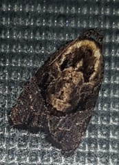Asthenoptycha hemicryptana