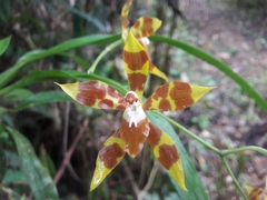 Oncidium