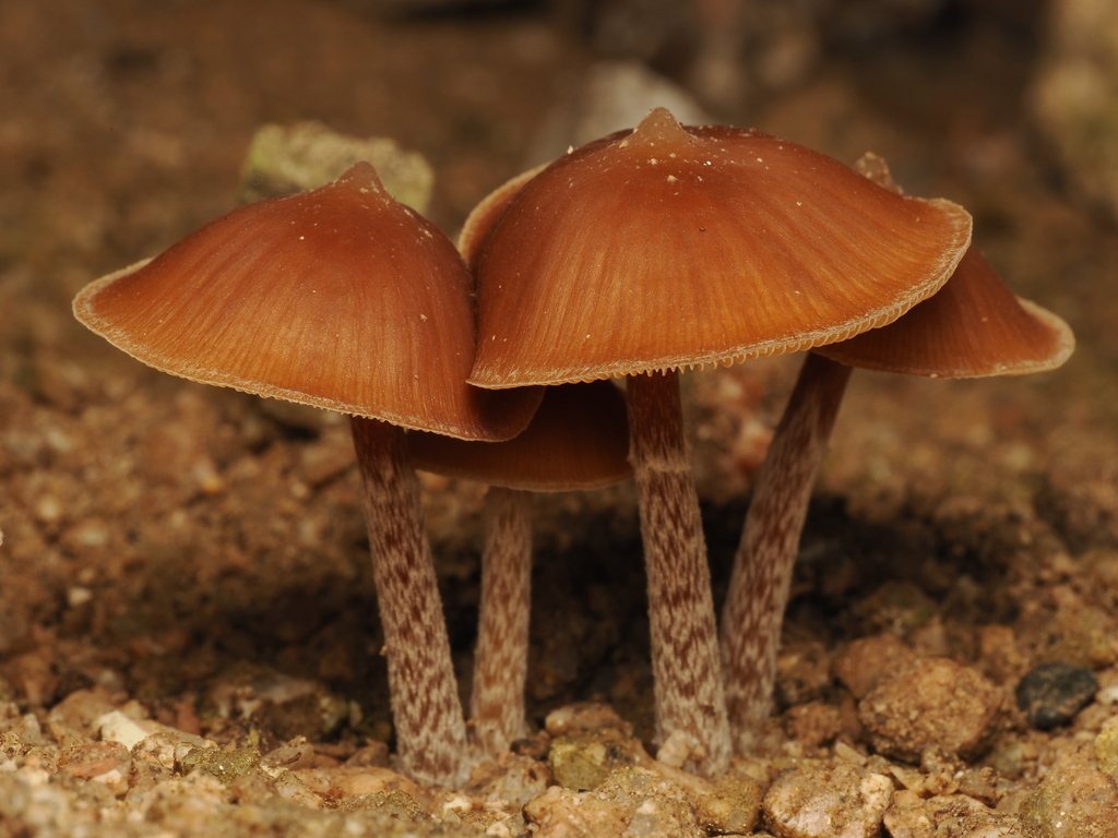Psilocybe hoogshagenii · November 2025 · photo: © alan_rockefeller (iNaturalist, cc-by-sa)