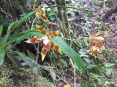 Oncidium