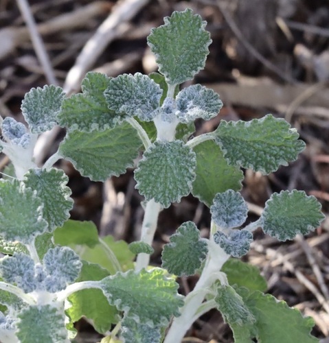 White Horehound