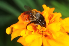 Bombus pyrosoma