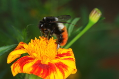 Bombus pyrosoma