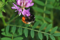 Bombus pyrosoma