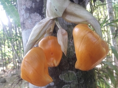 Stanhopea