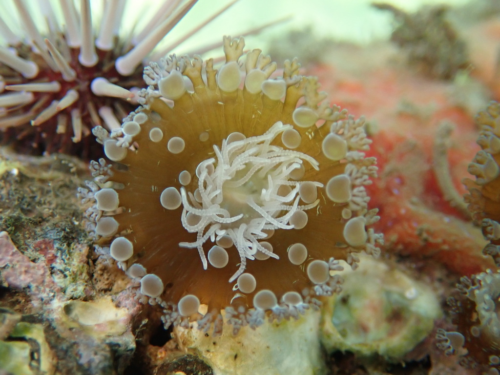 Crab anemone