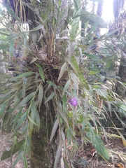 Elleanthus amethystinus