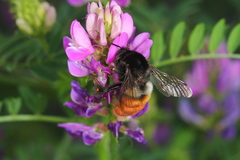 Bombus pyrosoma