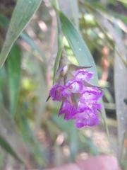 Elleanthus amethystinus