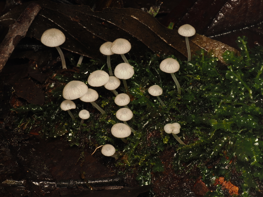 Pseudohiatula irrorata · November 2025 · photo: © alan_rockefeller (iNaturalist, cc-by-sa)
