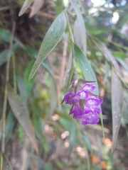 Elleanthus amethystinus