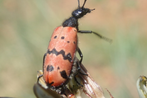 Ceroctis groendali · iNaturalist