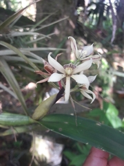 Prosthechea chimborazoensis