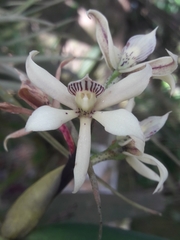 Prosthechea chimborazoensis