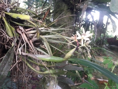 Prosthechea chimborazoensis