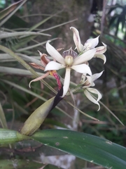 Prosthechea chimborazoensis