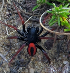 Psammorygma aculeatum