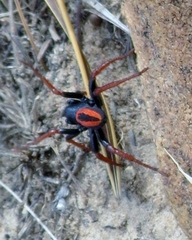 Psammorygma aculeatum