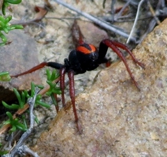 Psammorygma aculeatum