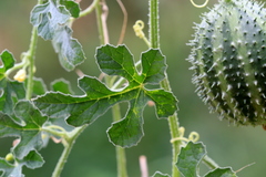 Cucumis zeyheri