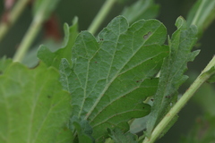 Nidorella podocephala