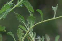 Nidorella podocephala