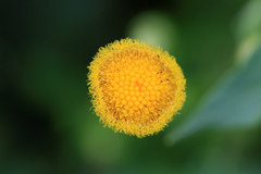 Nidorella podocephala