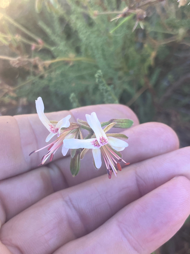 goat-thorn storksbill (Pelargonium tragacanthoides)