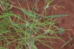 Geigeria burkei