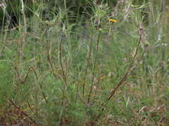 Geigeria burkei