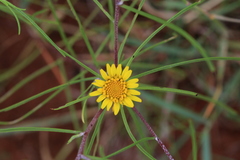 Geigeria burkei