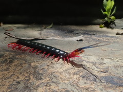 Cormocephalus nitidus