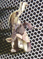 Sacada constrictalis