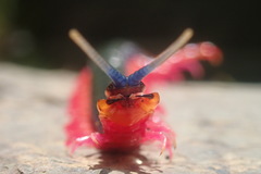 Cormocephalus nitidus