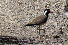 Vanellus indicus