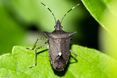 Proxys albopunctulatus