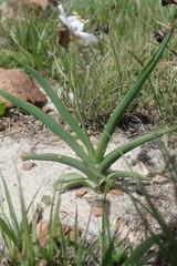 Chlorophytum transvaalense