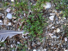 Hornungia procumbens
