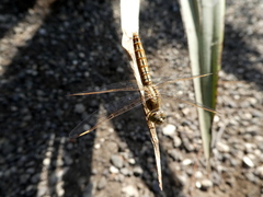 Brachythemis contaminata
