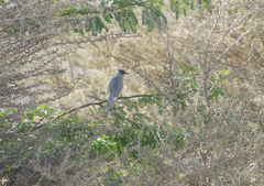 Hypocolius ampelinus