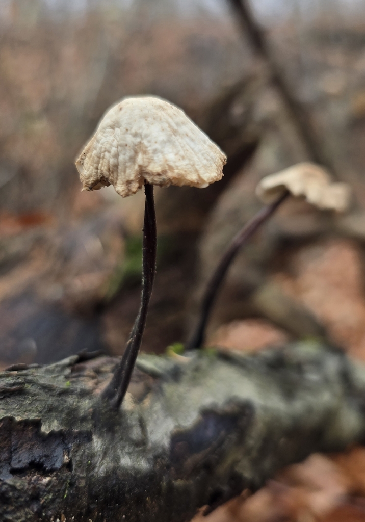 Mycetinis alliaceus · November 2025 · photo: © paulanimigean (iNaturalist, cc-by)