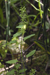 Clinopodium micranthum