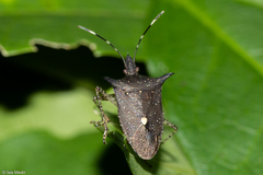 Proxys albopunctulatus