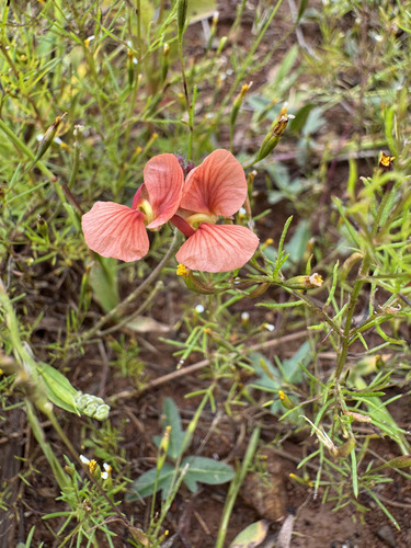 Macroptilium gibbosifolium (Macroptilium gibbosifolium)