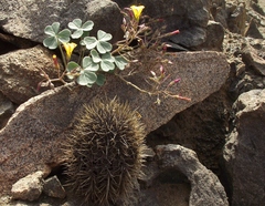 Copiapoa atacamensis